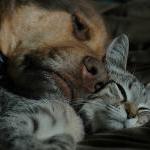 Finding the Right Companion Animal Sitter