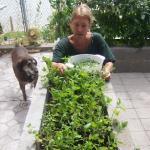 Catnip