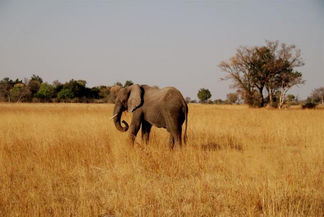 martindale_elephant_distance