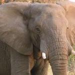 martindale_elephant_face