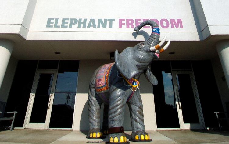 martindale_peta_elephant_cropped