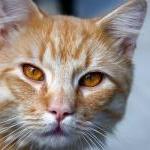 Best of PETA Prime: Kittens, Kittens Everywhere! The Homeless Cat Controversy by Scott VanValkenburg