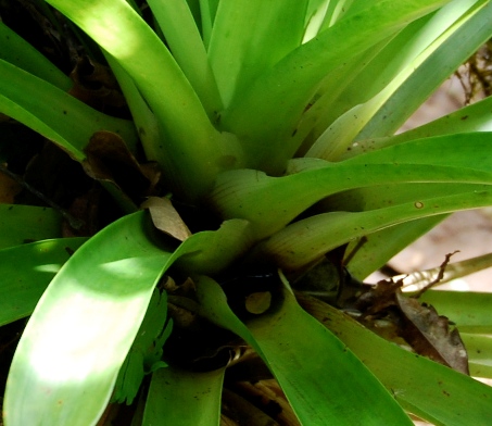 Bromeliad Leaf