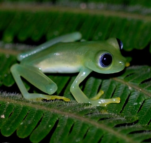 glass frogs. of you who know frogs only