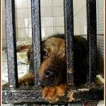 sad-dog