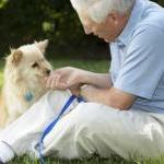 safe-dog