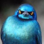 starling1