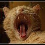 catteeth