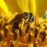 bee-2