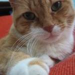 catclaws