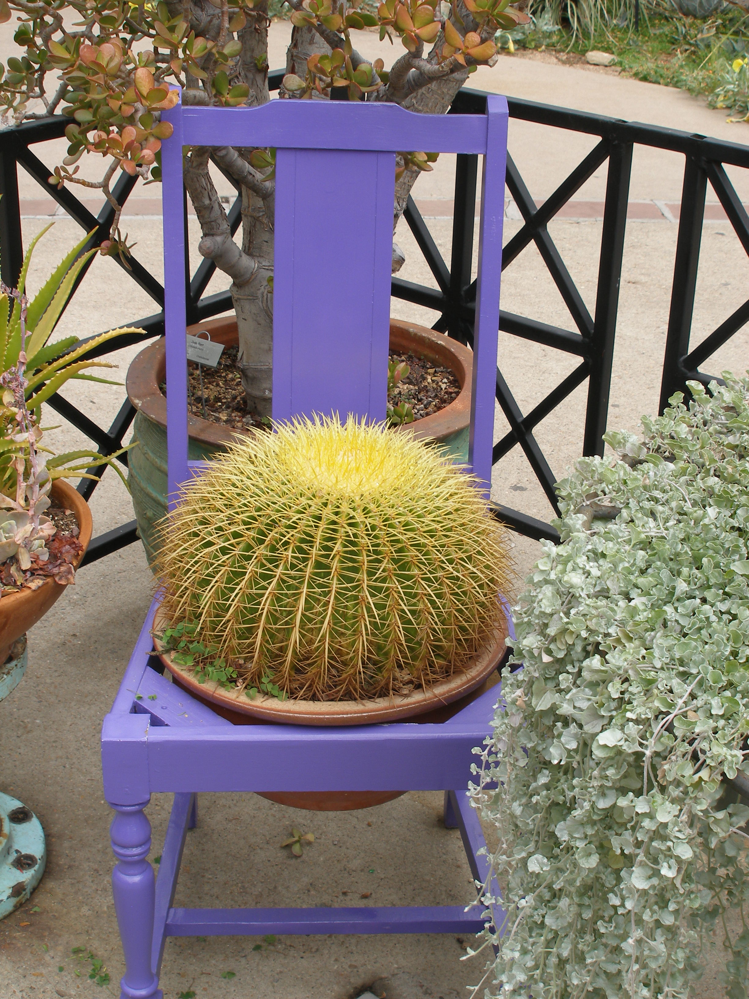 Colorful Container Gardens