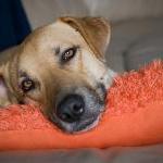 dog-hotel