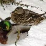 ducks