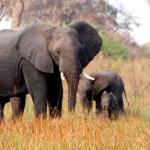 elephant-with-babies