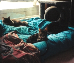 oldercat