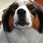 talkingdog