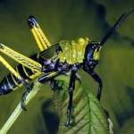 Dealing Kindly With Insects by Ingrid Newkirk