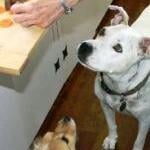 kitchendogs
