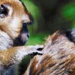 Are You as Kind as a Macaque? by Alisa Mullins