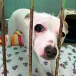 petstore