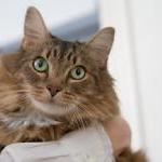 Daily Health Check Your Cat Will Love By Ingrid Newkirk