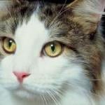 Reading Your Cat's Eyes By Ingrid Newkirk