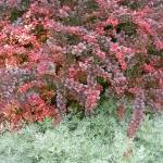 Snap, Crackle, Pop in the Garden! by Elizabeth Bublitz