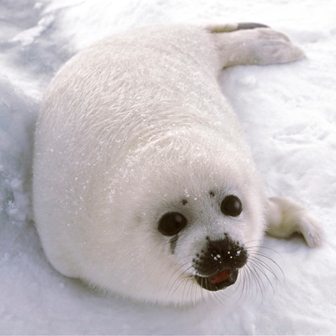 seal-pup-white.jpg