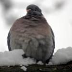 Compulsive Feeders: When 'Helping' Hurts Cats and Pigeons by Scott VanValkenburg