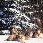 Animal Rights Vs. Conservation By Chris Anderlik