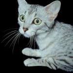 Cat Tips: Getting Kitty Into the Carrier By Ingrid Newkirk