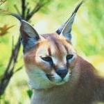 What Do You Want to See on PETA Prime? By Alisa Mullins