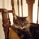 Feline Body Language Tips by Ingrid Newkirk