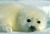 The EU Takes a Stand for Seals by Guest Blogger