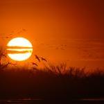 'On Ancient Wings'—The Sandhill Crane Migration by Guest Blogger