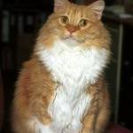 ginger2