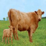 The Top Five Mothers of the Animal Kingdom by Alisa Mullins