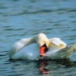 The Genesis of Affirmative Prayer—for All Species by kris Lecakes Haley