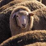 World's Largest Australian Wool Buyer Pushes for an End to Mulesing Mutilation by Guest Blogger
