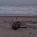 Seals Vacation at Martha's Vineyard Too by Guest Blogger
