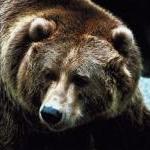 Animals Can Be Ambassadors for Forgiveness, Generosity, Peace, Trust, and Hope: Part 2 by Ingrid Newkirk