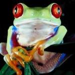 Update:Brookstone In Trouble for Running Illegal Pet Shops by Guest Blogger