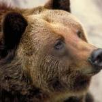 Animals Can Be Ambassadors for Forgiveness, Generosity, Peace, Trust, and Hope: Part 1 By Guest Blogger