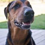 The Vegan Grandmothers 'Simple Little Vegan Dog' by Michelle Rivera