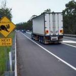 Who Doesn't Brake for Animals? by Scott VanValkenburg