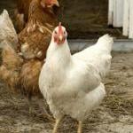 Why I Don't Eat Eggs by Steve Martindale