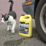 If you love your cat, keep her inside by Guest Blogger