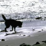 Let's Go to the Beach by Ingrid Newkirk