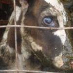 Land O'Lakes Supplier's Owners Charged With Cruelty by Alisa Mullins