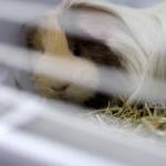 'Starter Companions': Cruel and Unnecessary Experiments by Michelle Rivera